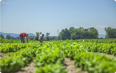 Agriculture & Agri-Tech